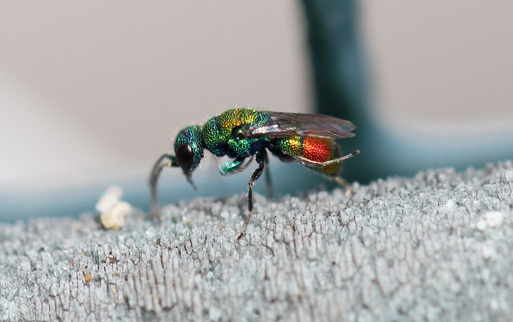 Id. (Chrysididae) 1: Chrysis frivaldszkyi